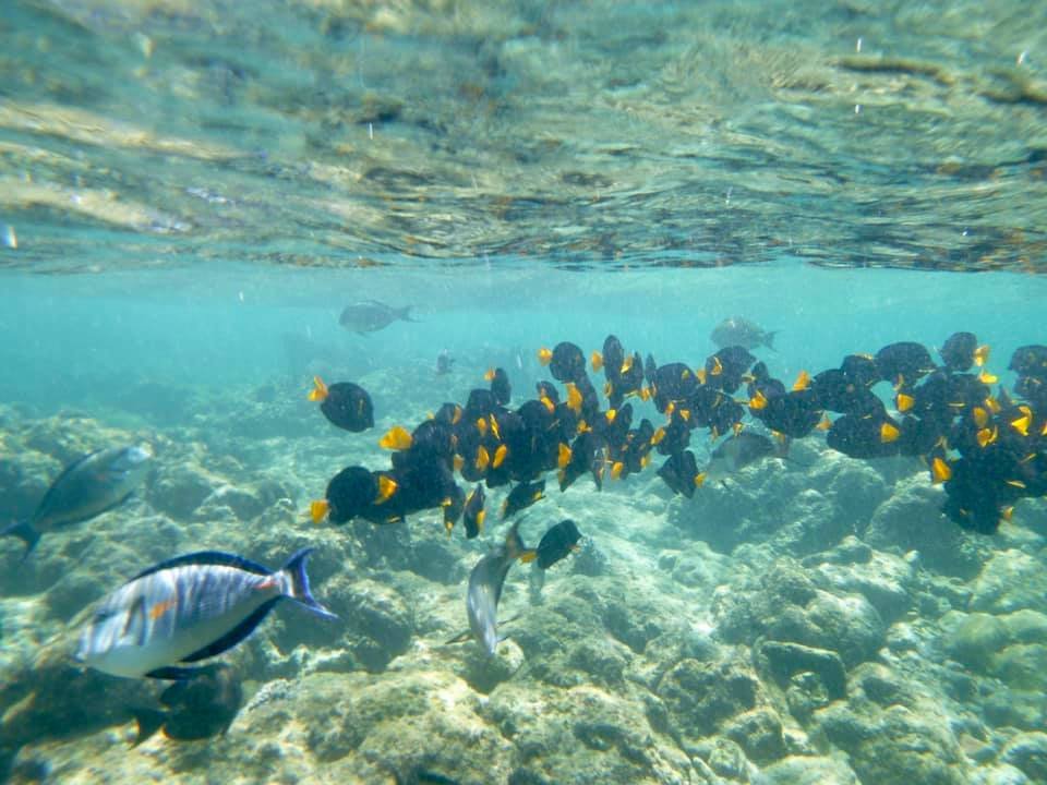 Colorful fish, Dihamri Marine Protected Area, Socotra Island