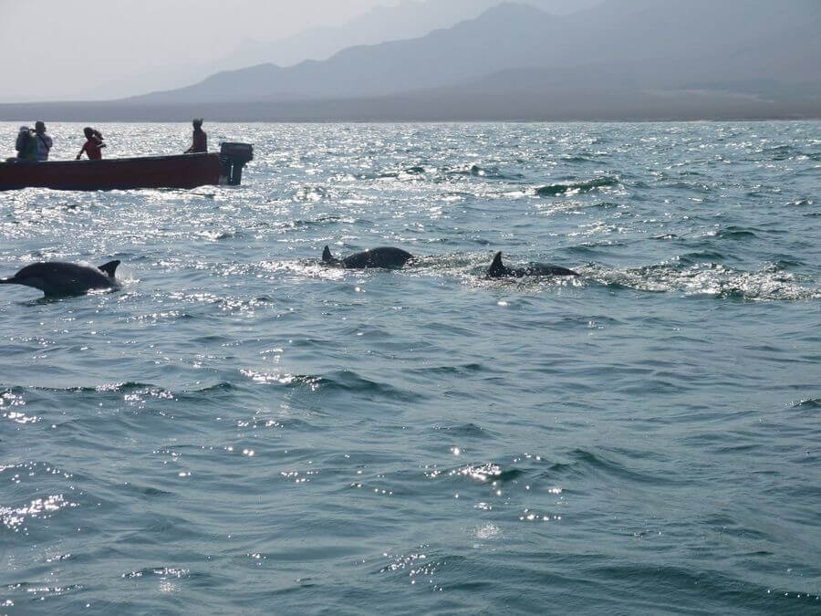 Shu'ab Bay sea dolphins, beach, Shoab, Shuab Socotra Island