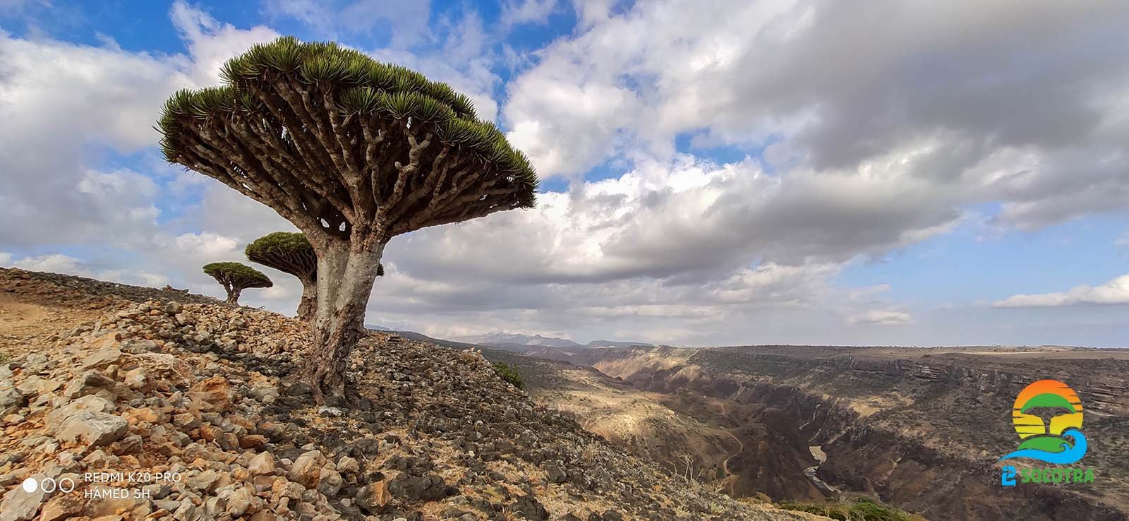 Dragon’s blood trees, Diksam plateau, Socotra Island