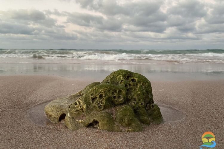 Coral Reef, sea beach Socotra Island