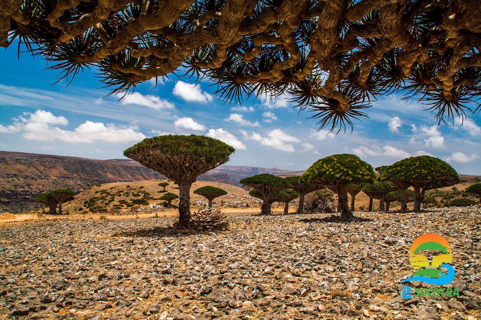 Dixsam Plateau Dragon’s blood trees - Socotra