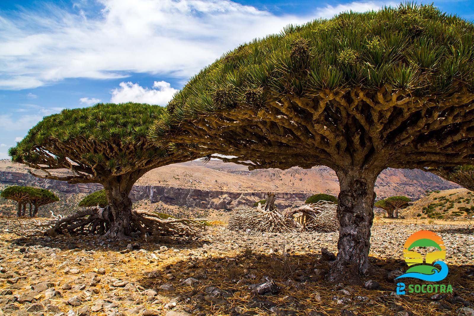 Dragon’s blood trees, Diksam plateau, Socotra Island