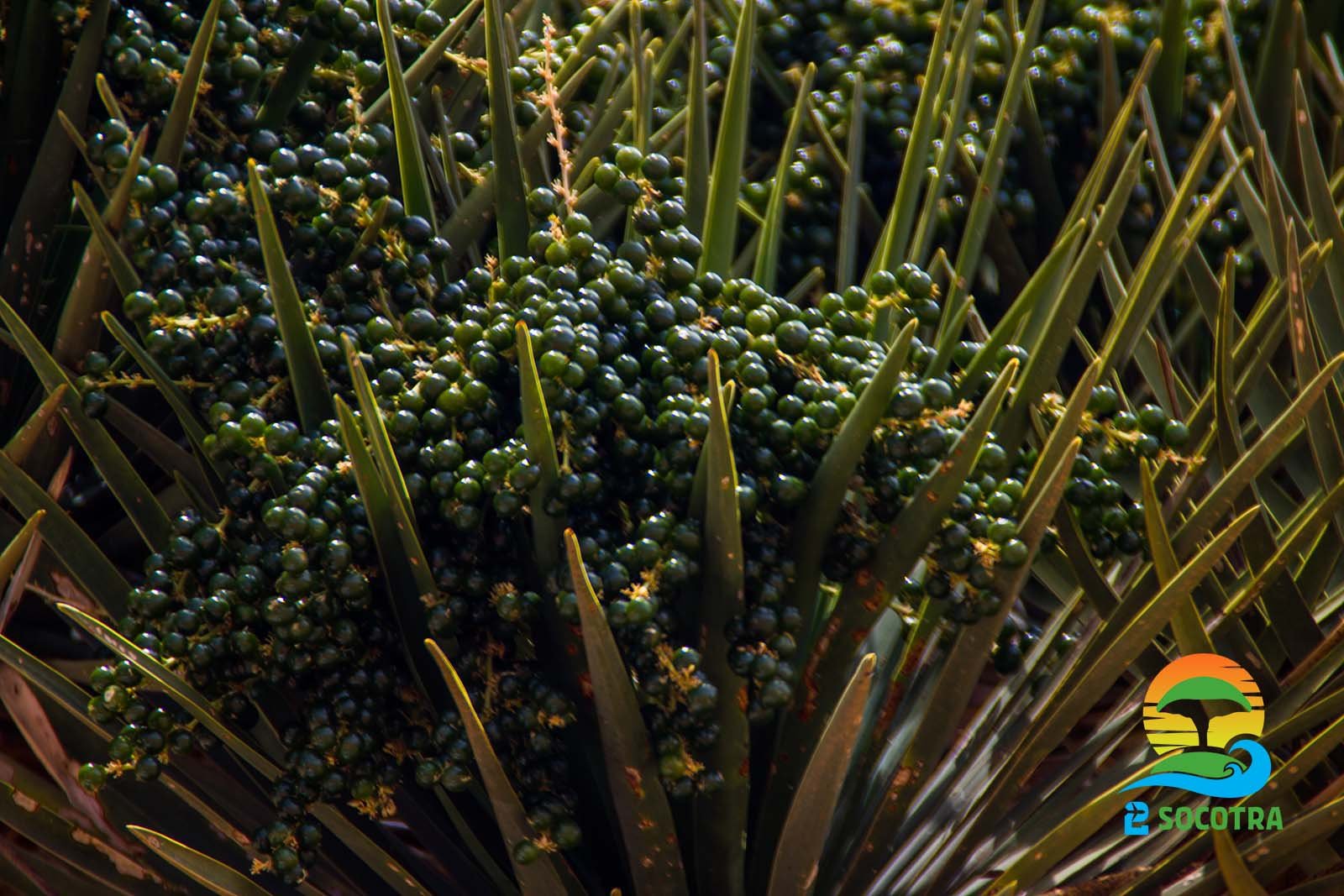 Dragon’s blood trees seeds, Diksam plateau, Socotra Island