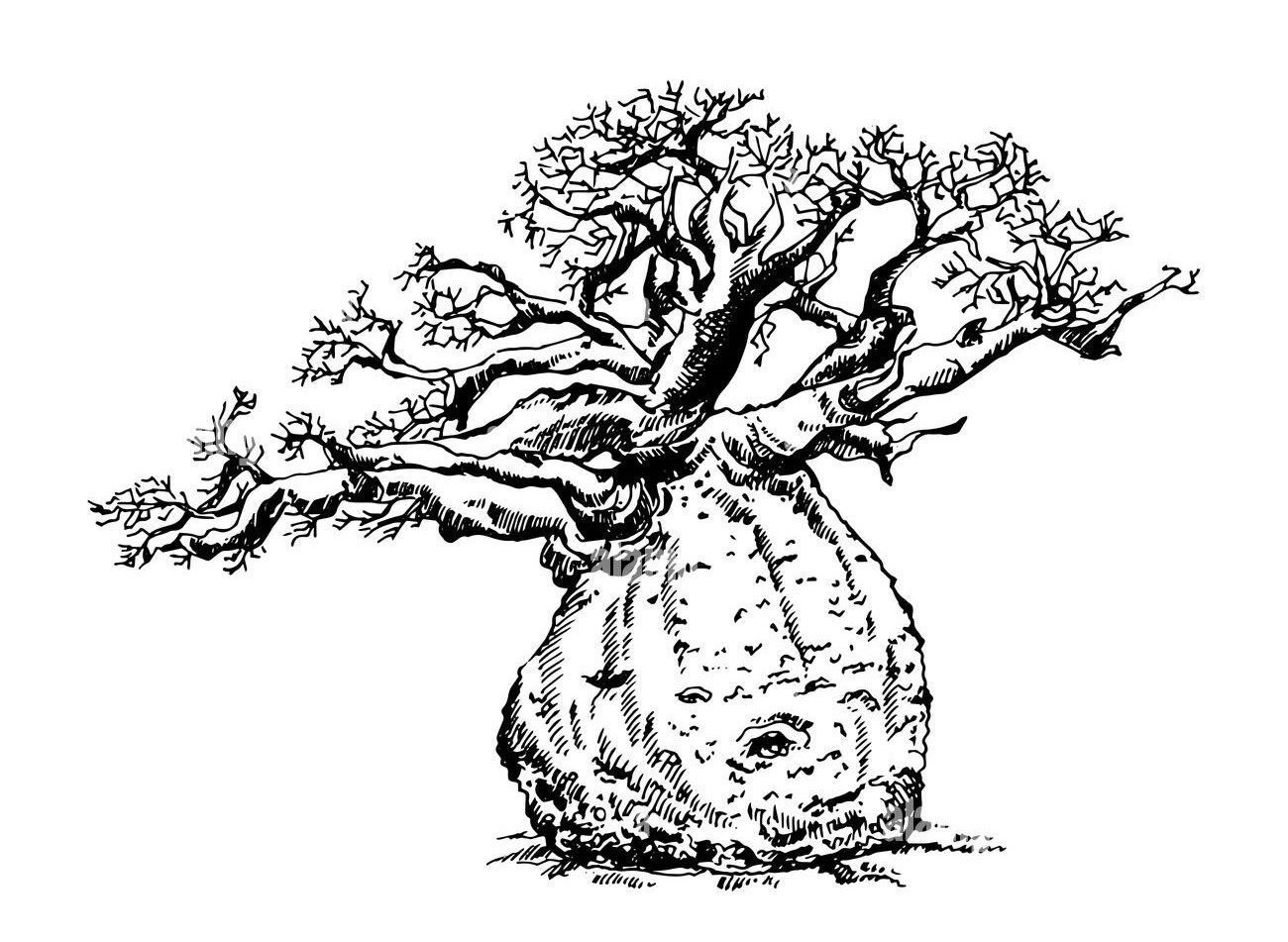 socotra island tree