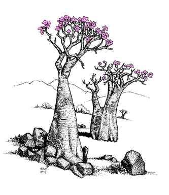 Adenium socotranum desert rose Adenium socotranum desert rose